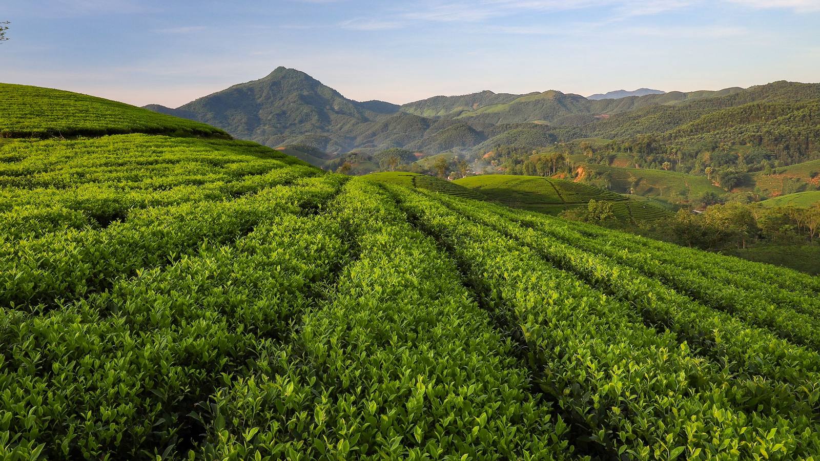 Rows of tea bushes running toward forested mountains at dusk