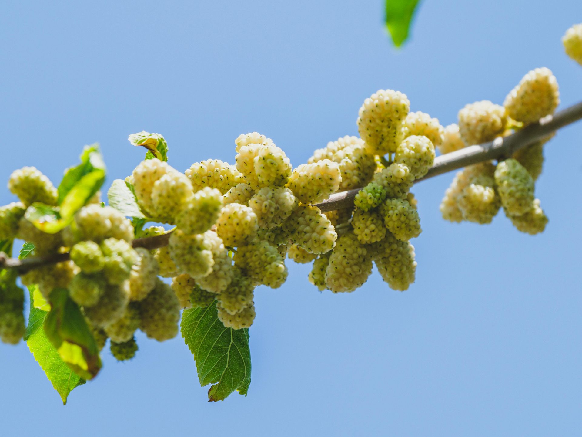 Herbal tea with flowers and honey — botanical wellness ingredients